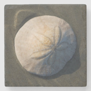 Ein Sand-Dollar auf dem Strand Steinuntersetzer