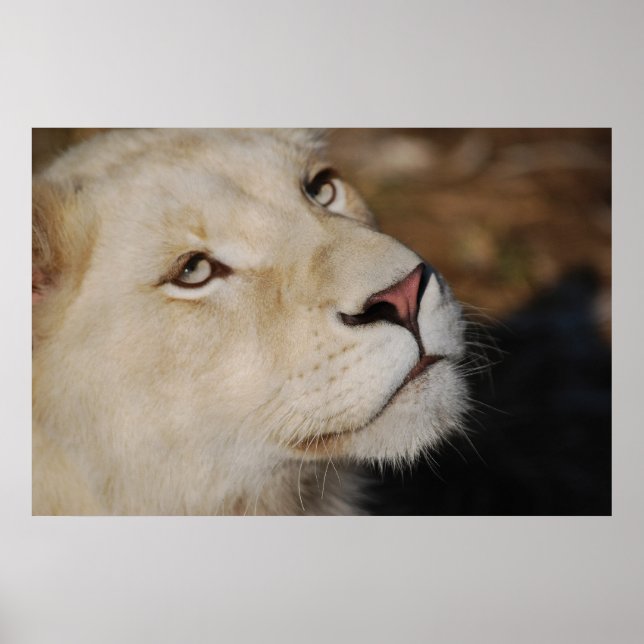 Ein sanfter Löwe steht Südafrika gegenüber Poster (Vorne)