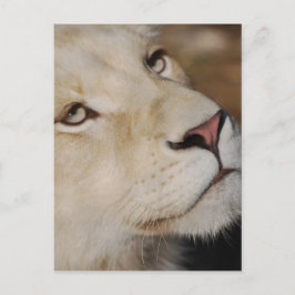 Ein sanfter Löwe steht Südafrika gegenüber Postkarte