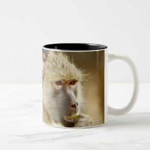Ein Säugling Gelb-Pavian (Papio Zweifarbige Tasse