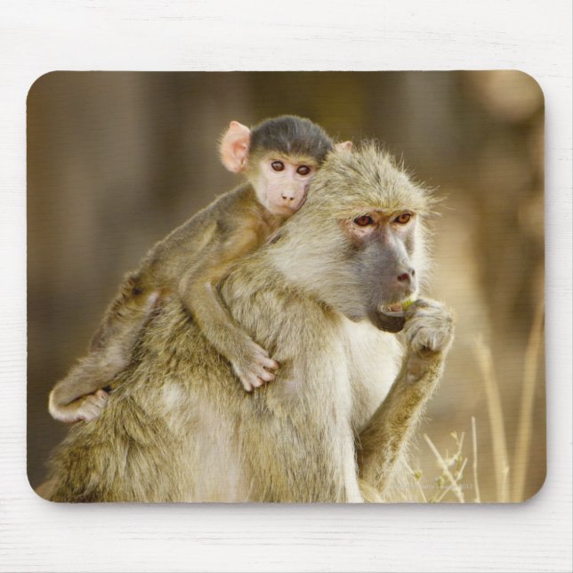 Ein Säugling Yellow Baboon (Papio Mousepad (Vorne)