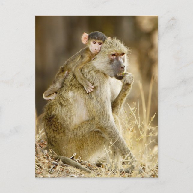 Ein Säugling Yellow Baboon (Papio Postkarte (Vorderseite)