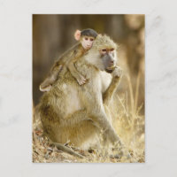 Ein Säugling Yellow Baboon (Papio