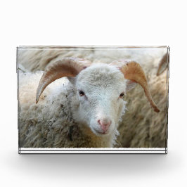 Ein Schaf mit Hörnern Fotoblock