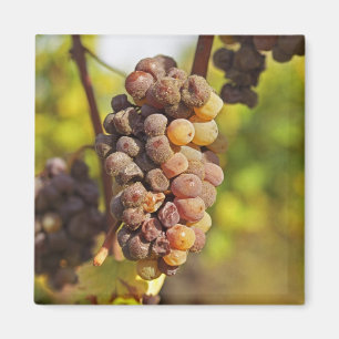 Ein schimmernder Semillon-Traubensaft im Ch Raymon Magnet