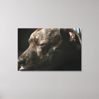 Ein schlafender Bullenhund Leinwanddruck