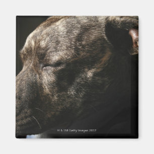 Ein SchlafenPitbullhund Magnet