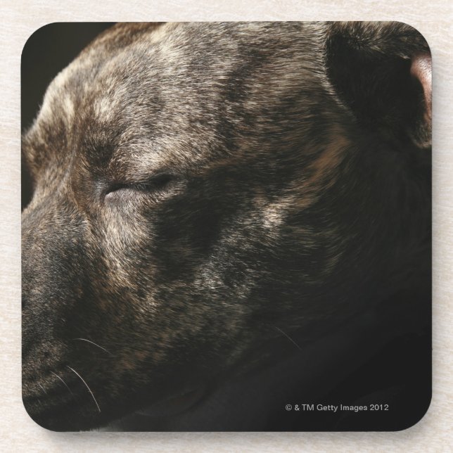 Ein SchlafenPitbullhund Untersetzer (Vorderseite)