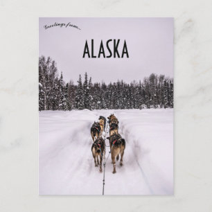 Ein Schlittenhund-Team in Alaska Postkarte