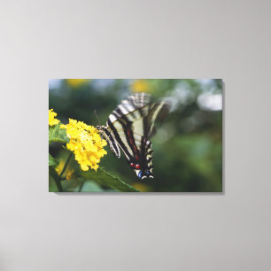 Ein Schmetterling, in der Familie von Fracks oder Leinwanddruck
