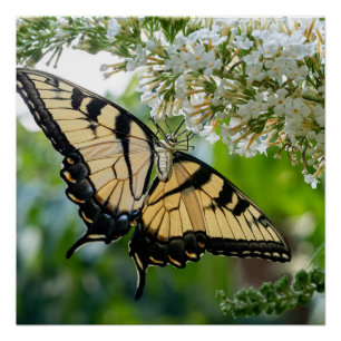 Ein Schmetterling mit gelben und schwarzen Flügeln Poster