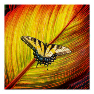 Ein Schmetterling mit gelben und schwarzen Flügeln Poster