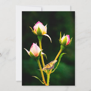 Ein Schmetterling und Rose Feiertagskarte