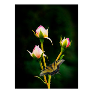 Ein Schmetterling und Rose Poster