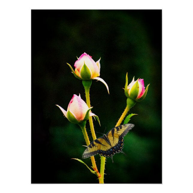 Ein Schmetterling und Rose Poster (Vorderseite)