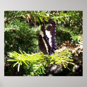Ein Schmetterlingsmoment Poster