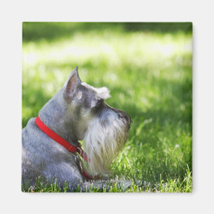Ein Schnauzer, der im Gras liegt Magnet