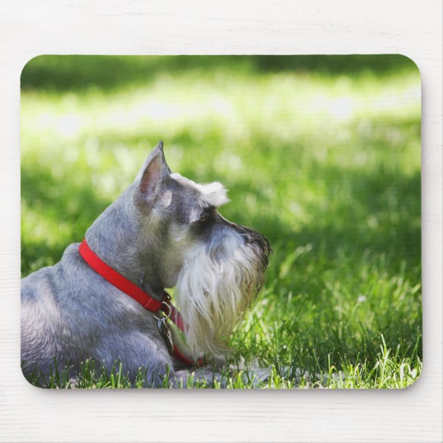 Ein Schnauzer, der im Gras liegt Mousepad (Vorne)