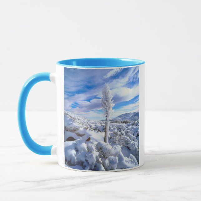 Ein schneebedeckter Yucca Tasse (Links)