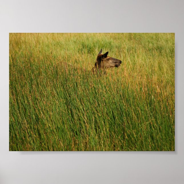 Ein schneller Blick Poster (Vorne)