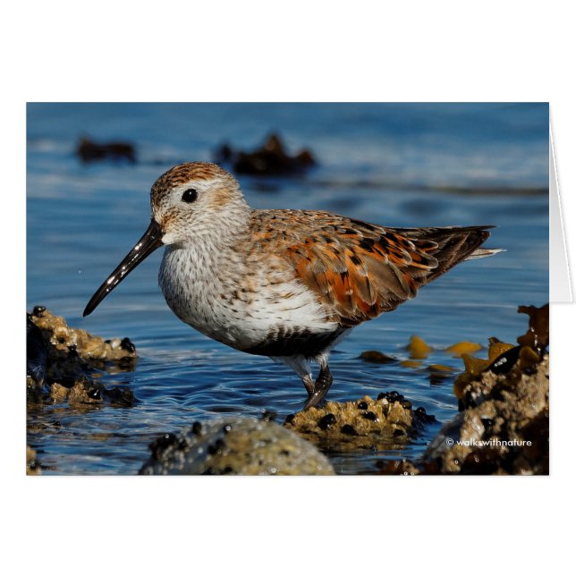 Ein schöner Dunlin erhält Solo Card (Vorderseite (Horizontal))