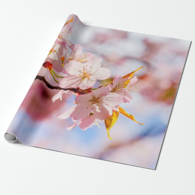 Ein schöner Haufen Sakura-Blume im rosa Hintergrun Geschenkpapier (Ungerollt)
