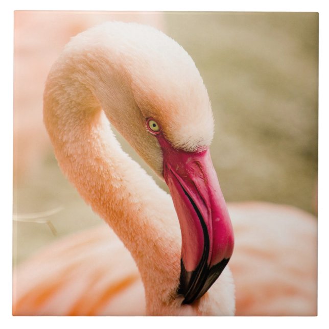 Ein schöner rosa Flamingo Fliese (Vorderseite)