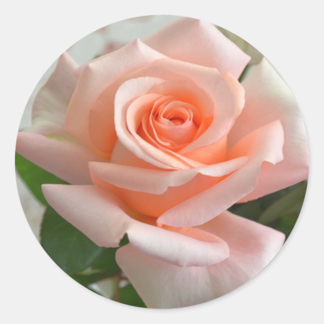 Ein schöner rosa Rosenaufkleber Runder Aufkleber (Vorderseite)