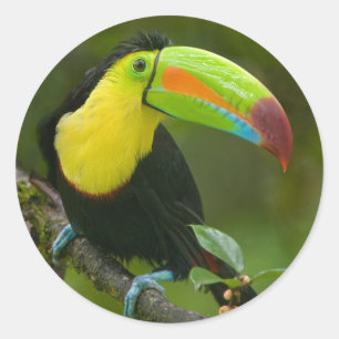 Ein schöner toucan Vogel hockte auf einer Runder Aufkleber