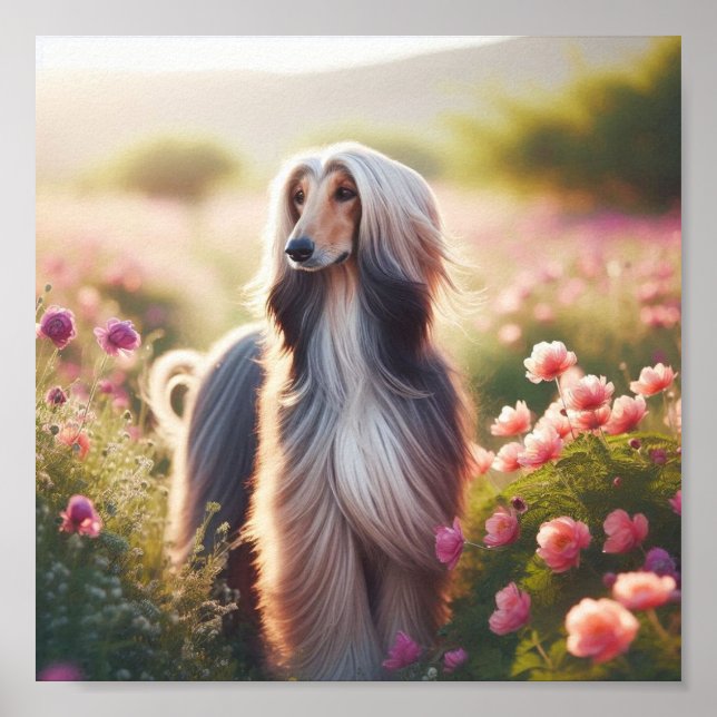 Ein schönes afghanisches Hound Poster (Vorne)
