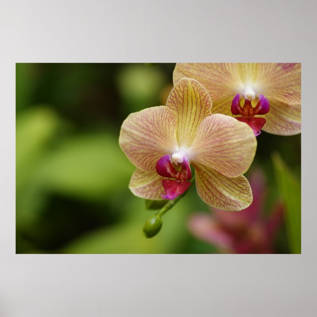 Ein schönes Paar Poster (Vorne)