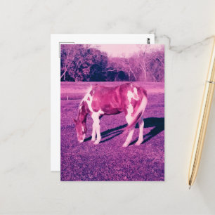 Ein schönes Paint Horse abgelaufen Film Fotografie Postkarte