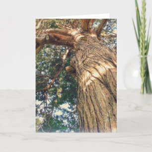 Ein schönster Baum Karte