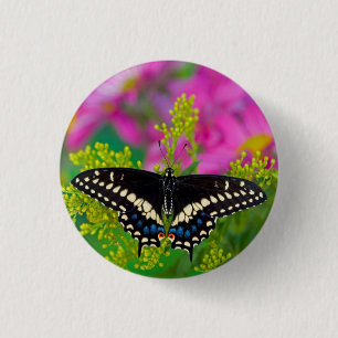 Ein Schwalbenschwanz-Schmetterling landet Button