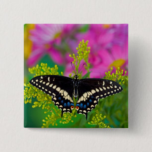 Ein Schwalbenschwanz-Schmetterling landet Button