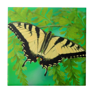 Ein Schwalbenschwanz Schmetterling landet Fliese