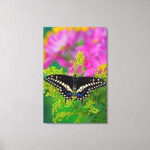 Ein Schwalbenschwanz-Schmetterling landet Leinwanddruck