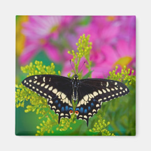 Ein Schwalbenschwanz-Schmetterling landet Magnet