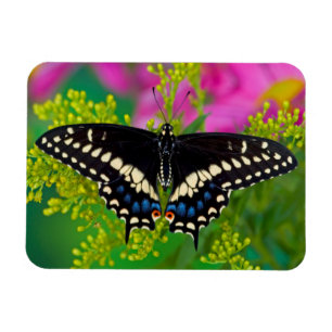 Ein Schwalbenschwanz-Schmetterling landet Magnet