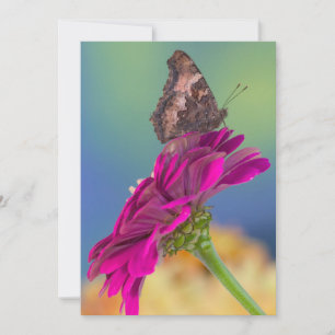 Ein Schwalbenschwanz Schmetterling Papilio Multi Dankeskarte