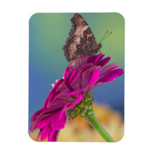 Ein Schwalbenschwanz Schmetterling Papilio Multi Magnet