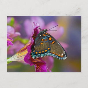 Ein Schwalbenschwanz Schmetterling Postkarte