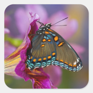 Ein Schwalbenschwanz-Schmetterling Quadratischer Aufkleber
