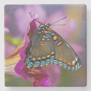 Ein Schwalbenschwanz Schmetterling Steinuntersetzer