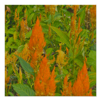 Ein Schwanzkamm mit brennender Liebe Poster