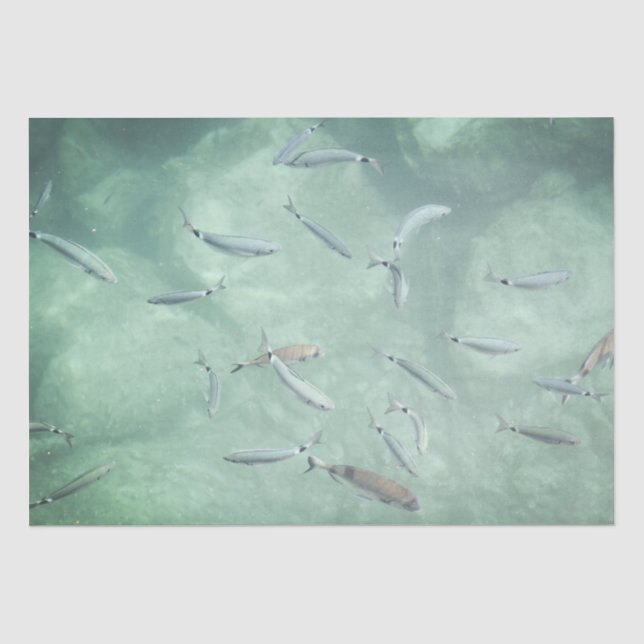 Ein Schwarm Fische Seidenpapier (Vorderseite)