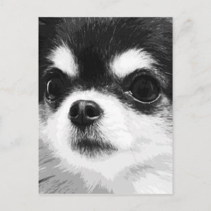 Ein Schwarz-Weiß-Chihuahua Postkarte