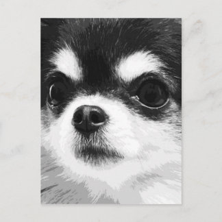 Ein Schwarz-Weiß-Chihuahua Postkarte
