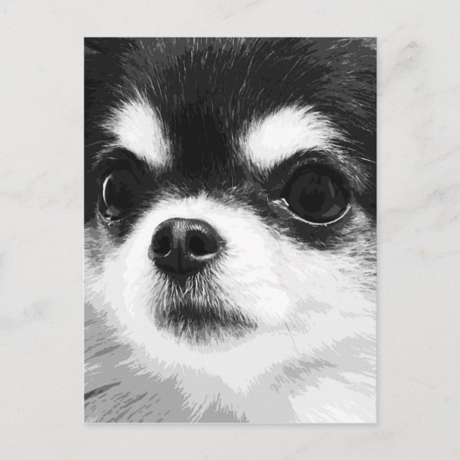 Ein Schwarz-Weiß-Chihuahua Postkarte (Vorderseite)