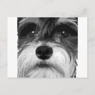 Ein Schwarz-Weiß-Miniaturschnauzer Postkarte